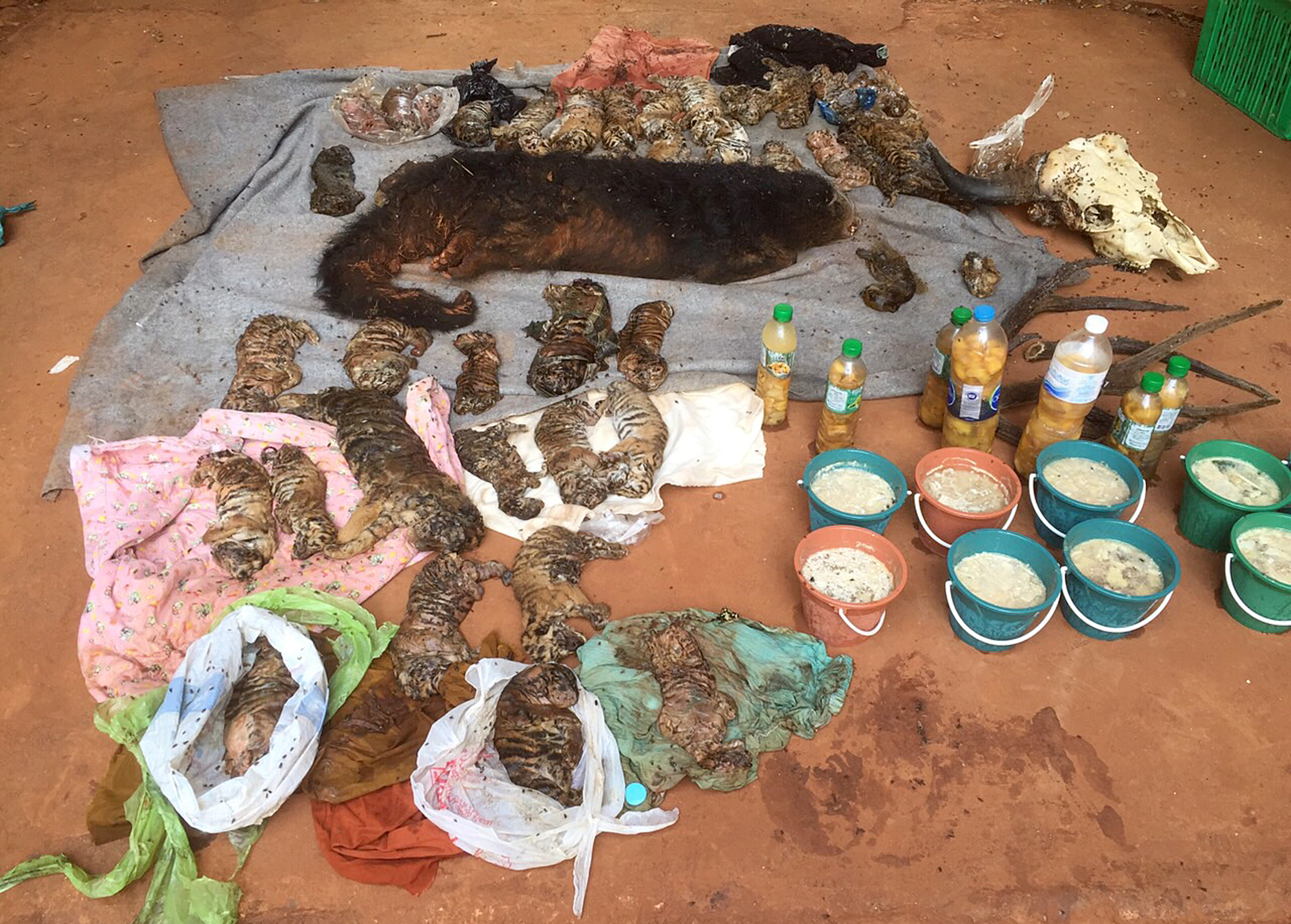 Police stop truck carrying 2 tiger skins from Thai temple