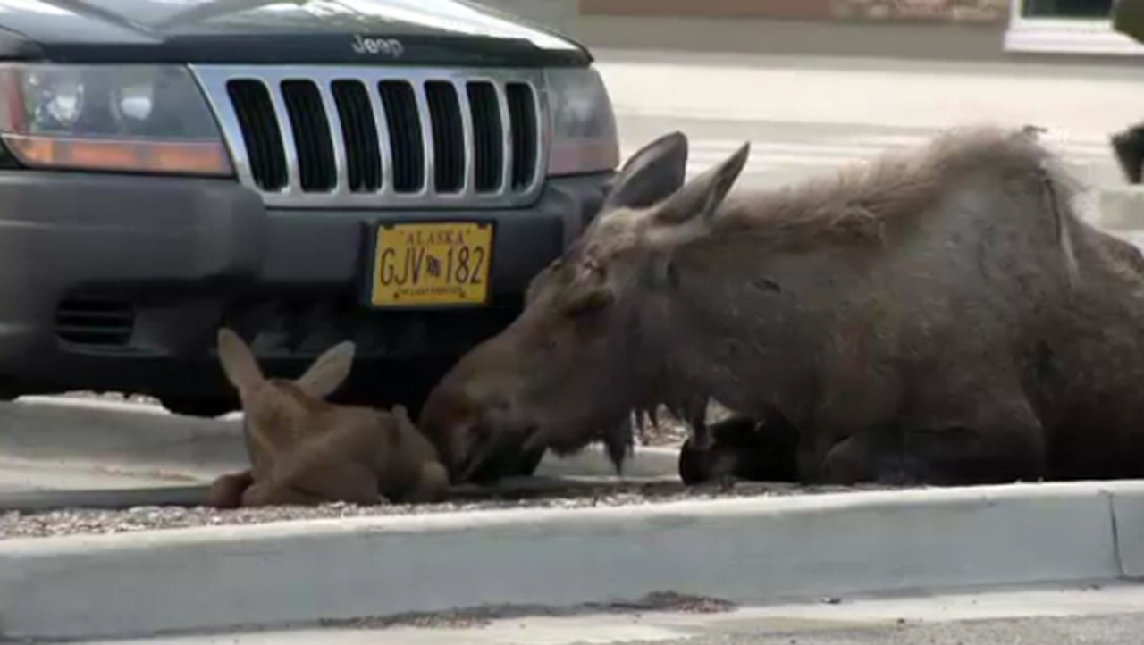 Moose gives birth in Lowe's parking lot