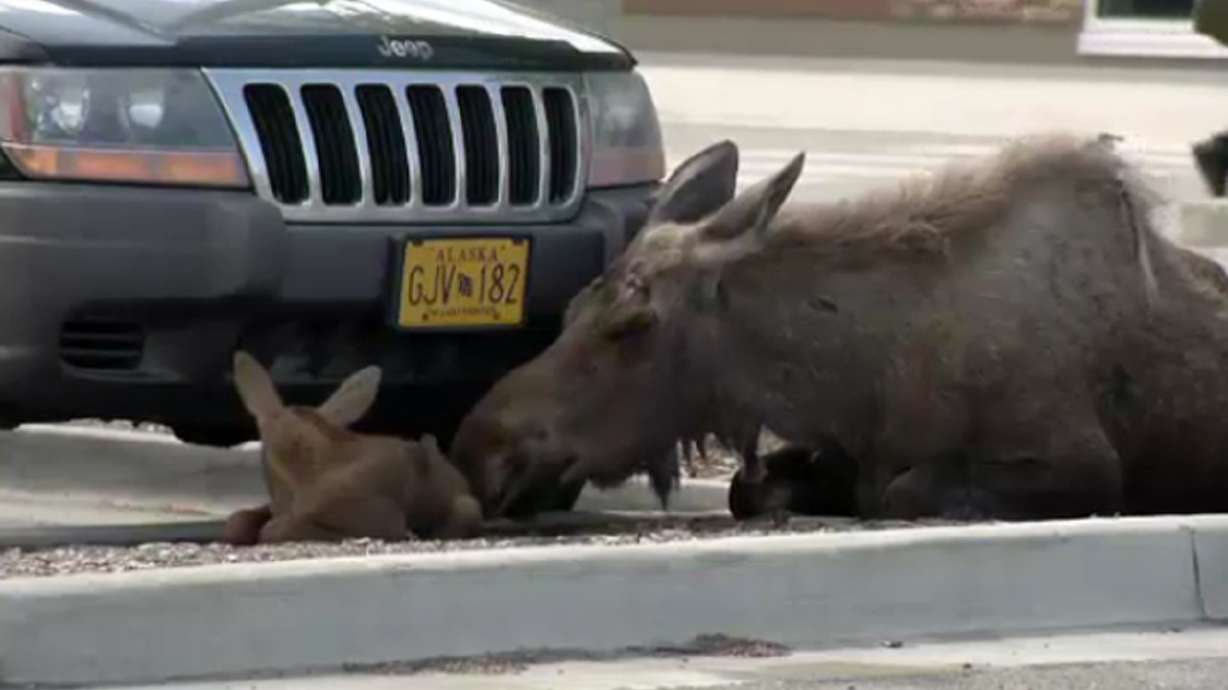 Moose gives birth in Lowe's parking lot