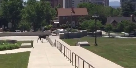 Moose running loose at Utah Capitol