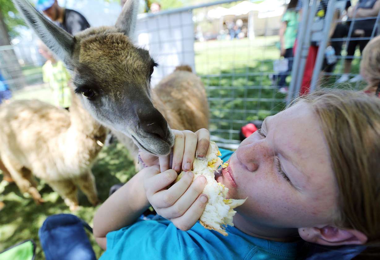Emma Preston, 13, tries to protect her food from a prying guanaco at the SoJo Summerfest in South Jordan on Saturday, June 4, 2016. (Photo: Chris Samuels, Deseret News)