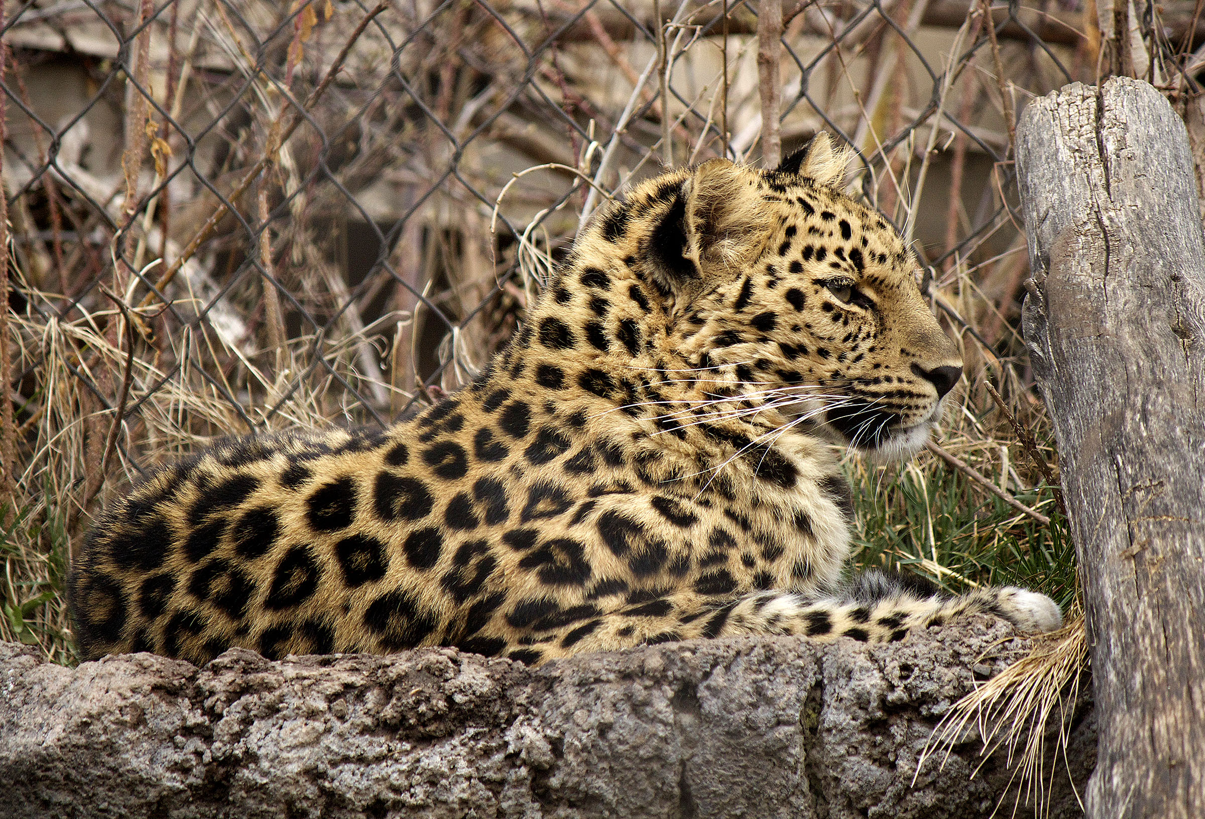 Zeya, an Amur leopard that briefly escaped from its enclosure at Hogle Zoo Tuesday morning, June 7, 2016, was tranquilized and recaptured about a half an hour after it was reported missing. (Heather Tuttle/Deseret News)