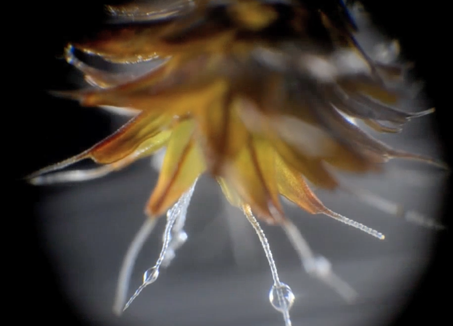 A detailed look at the syntrichia caninervis leaf hairs that turn moisture into water for the plant to survive. (Photo: Nature Plants)