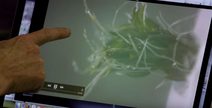 William Pitt, BYU professor of chemical engineering, points at a computer screen with a detailed look at how syntrichia caninervis absorb water. (YouTube/BYU).