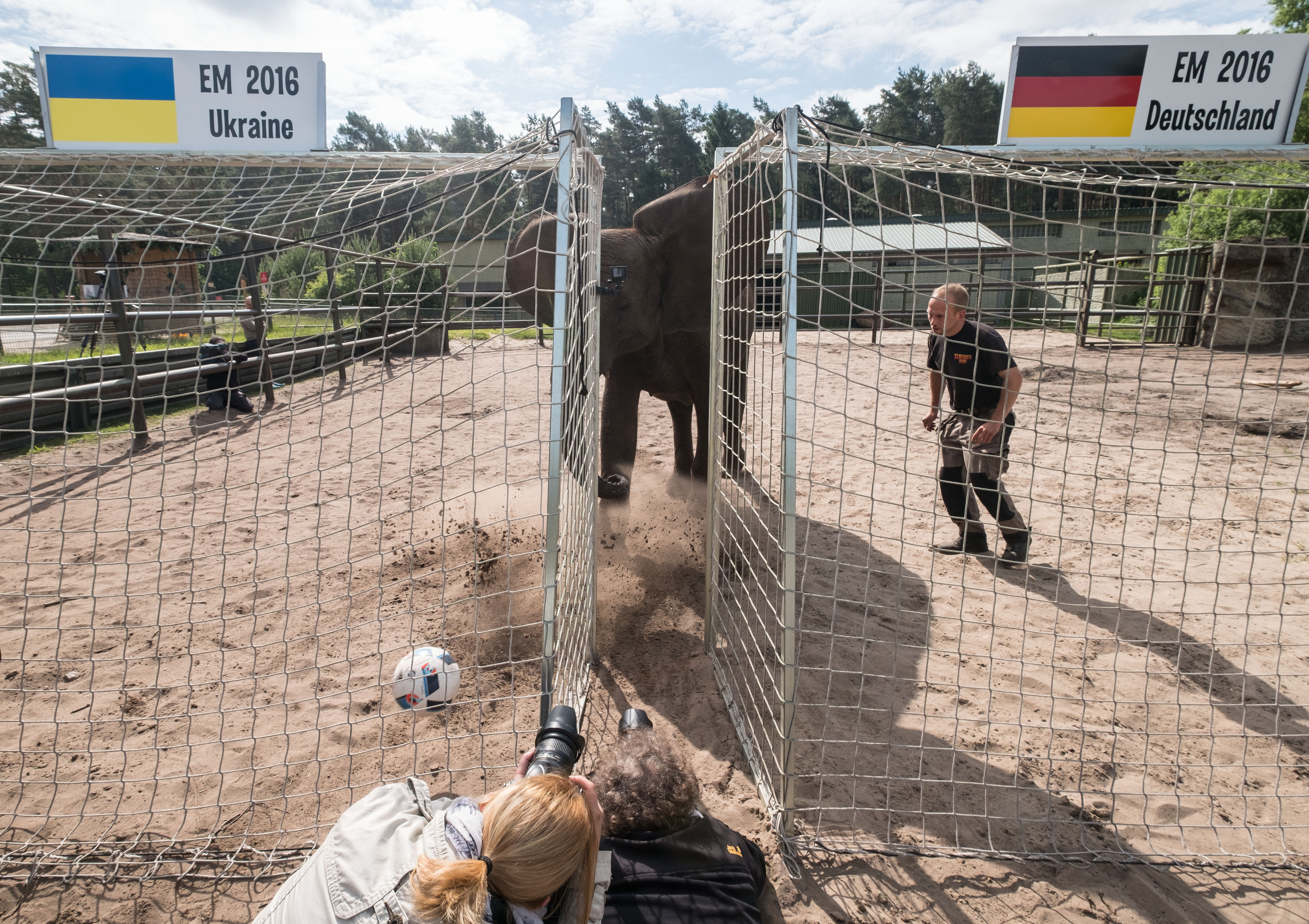 Nelly the psychic elephant predicts Germany over Ukraine
