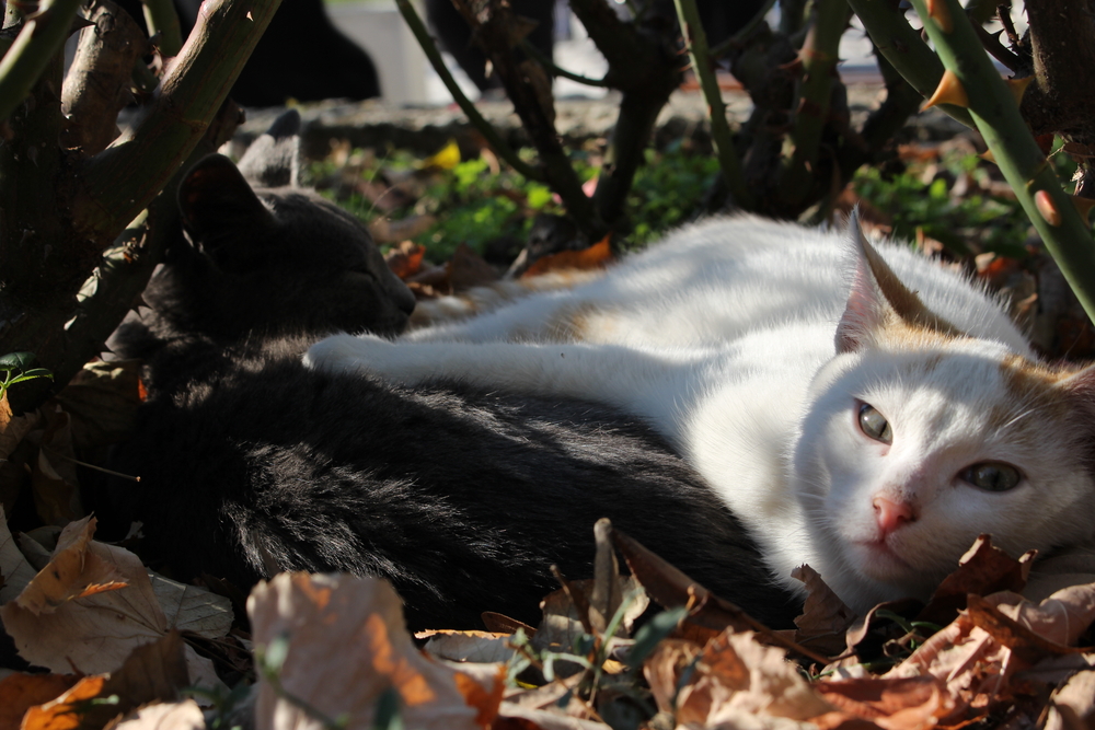 Idaho health officials say 2 cats likely died from plague