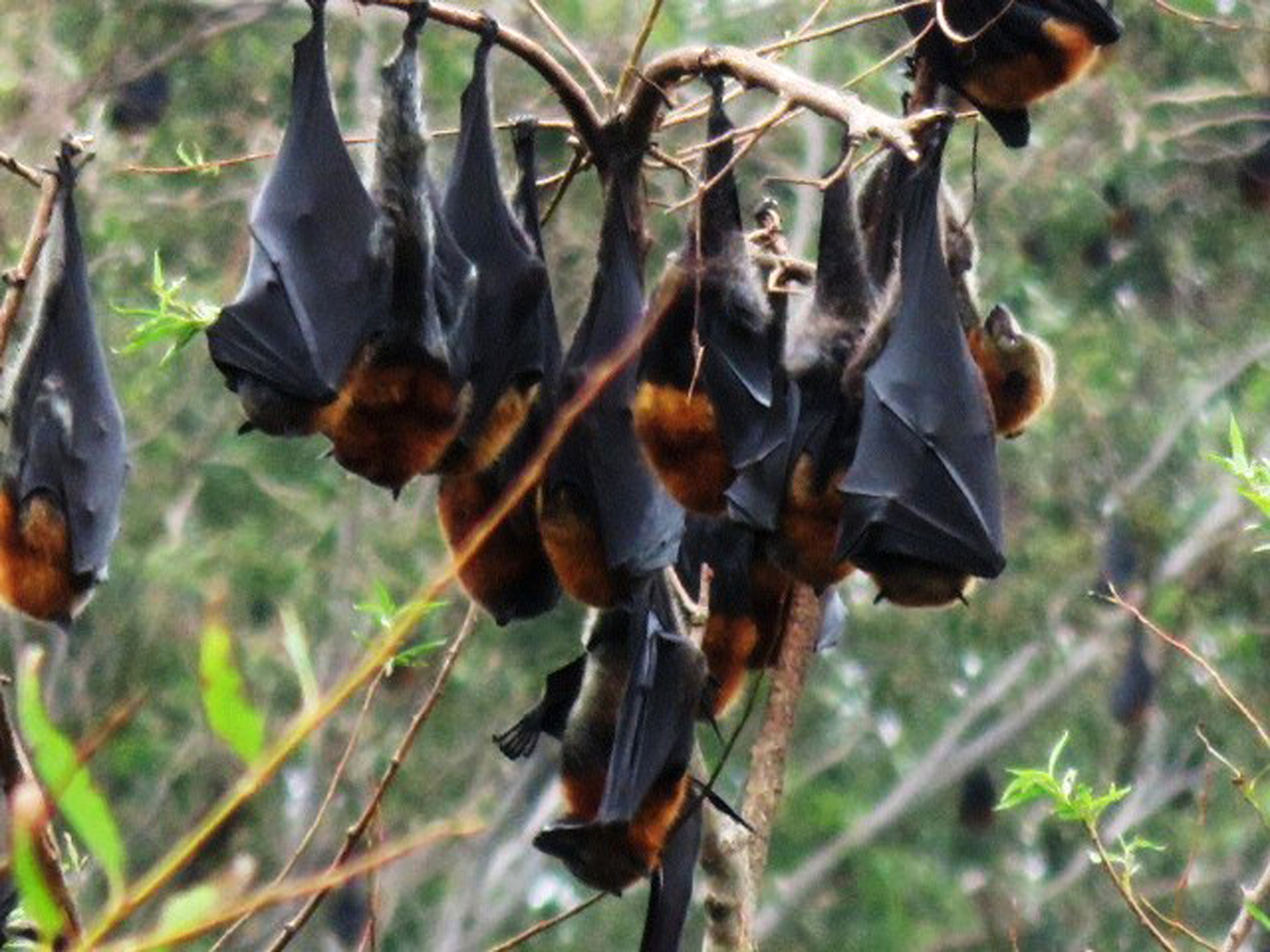 Flying, screeching, pooping visitors turn Aussie town batty