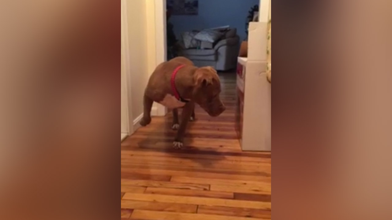 Have You Seen This? Yes, pit bulls can tiptoe
