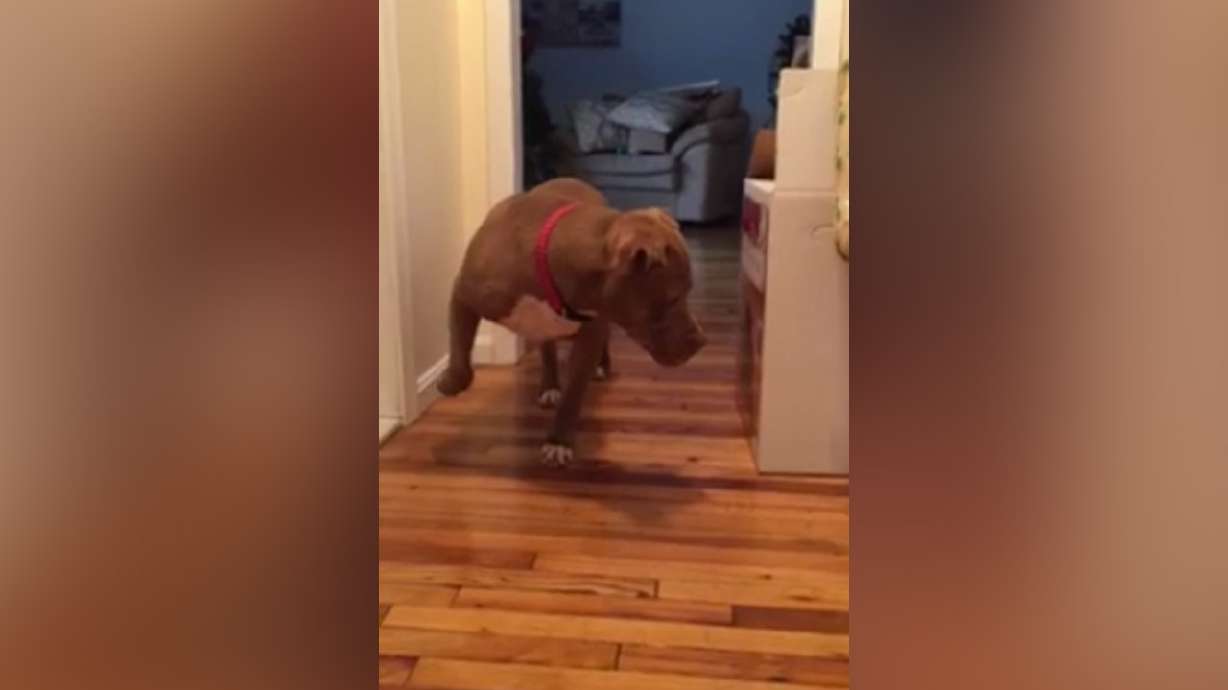 Have You Seen This? Yes, pit bulls can tiptoe