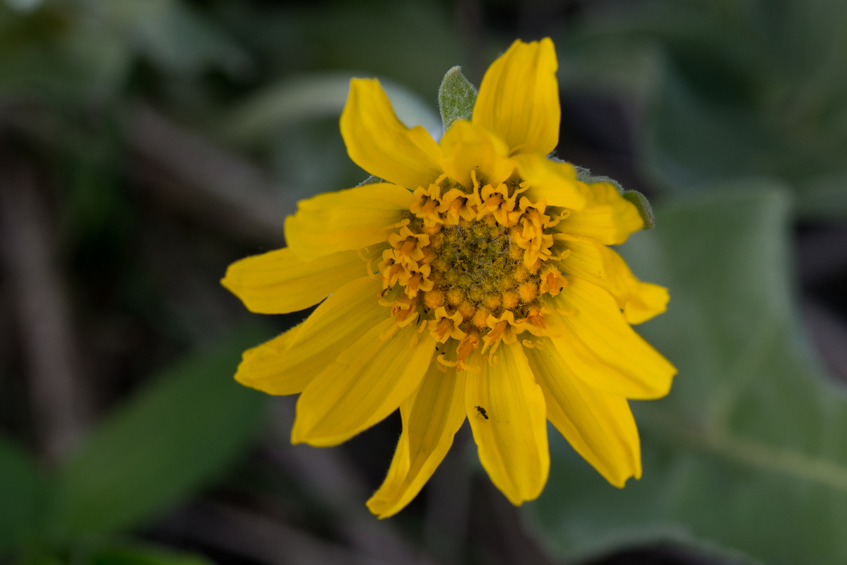 Photo: Scott K. Nichols/Utahwildflowers.com