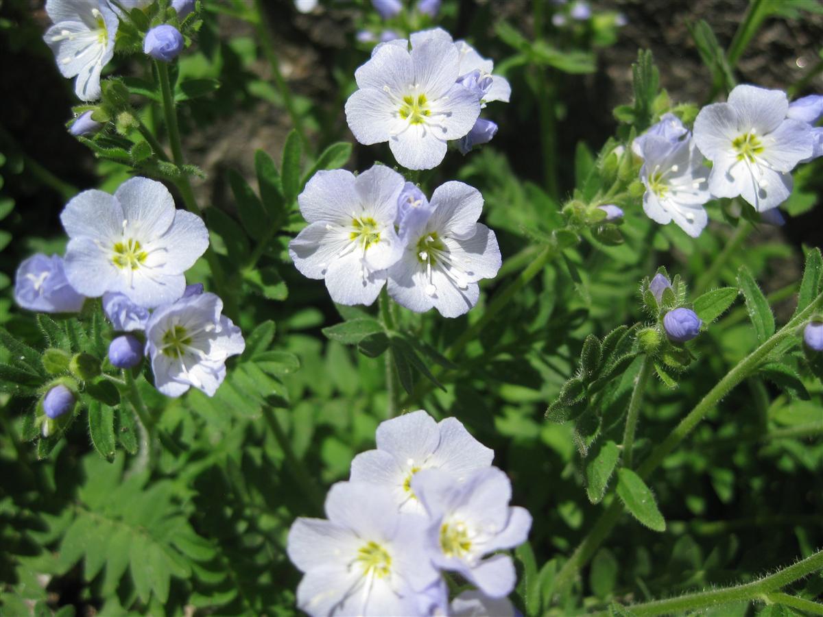 Photo: Scott K. Nichols/Utahwildflowers.com