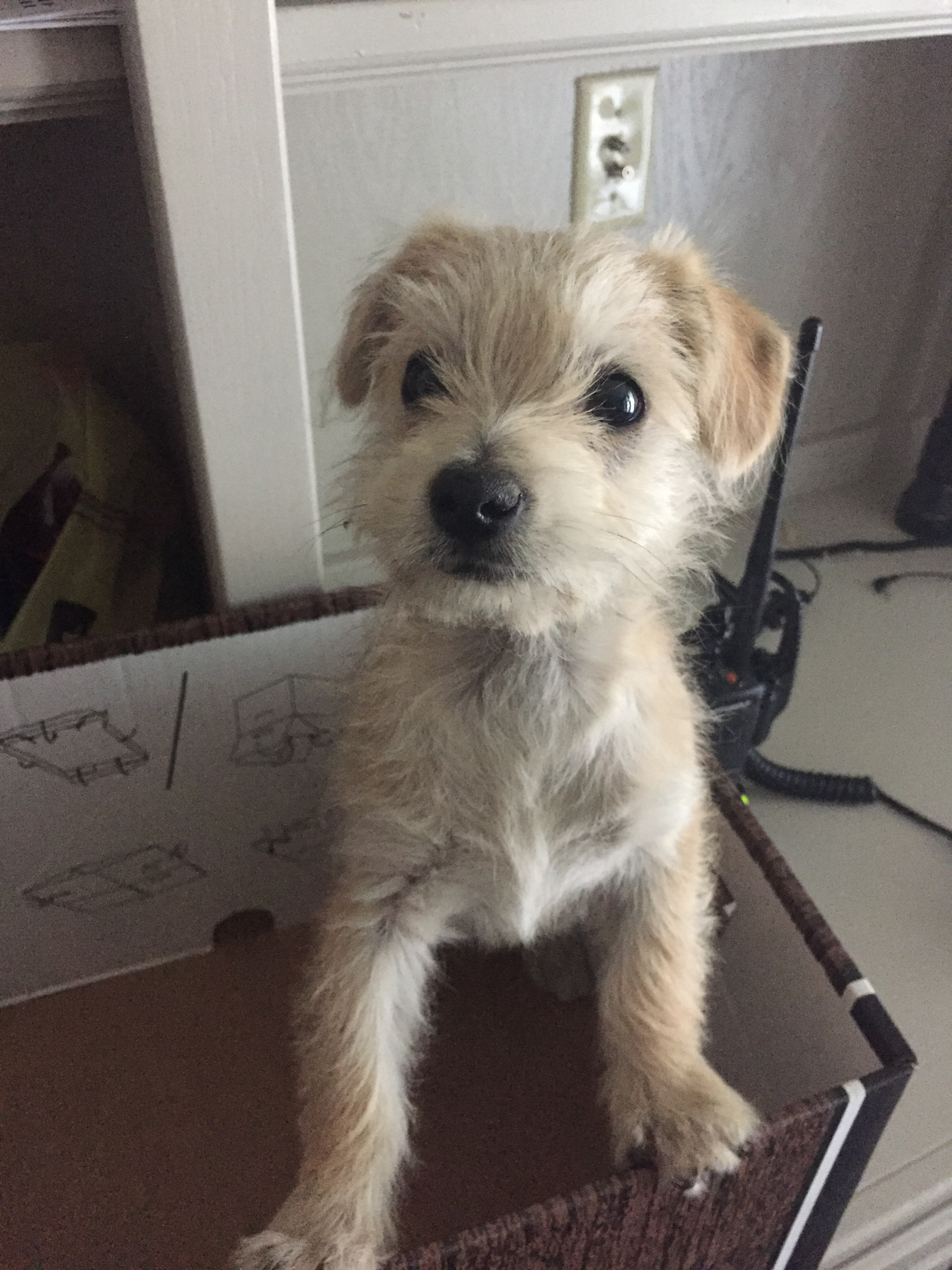 Delivery driver rescues dumped puppy in San Joaquin Valley