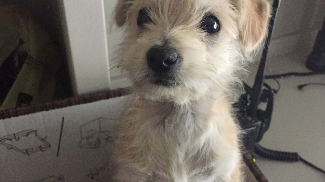 Delivery driver rescues dumped puppy in San Joaquin Valley