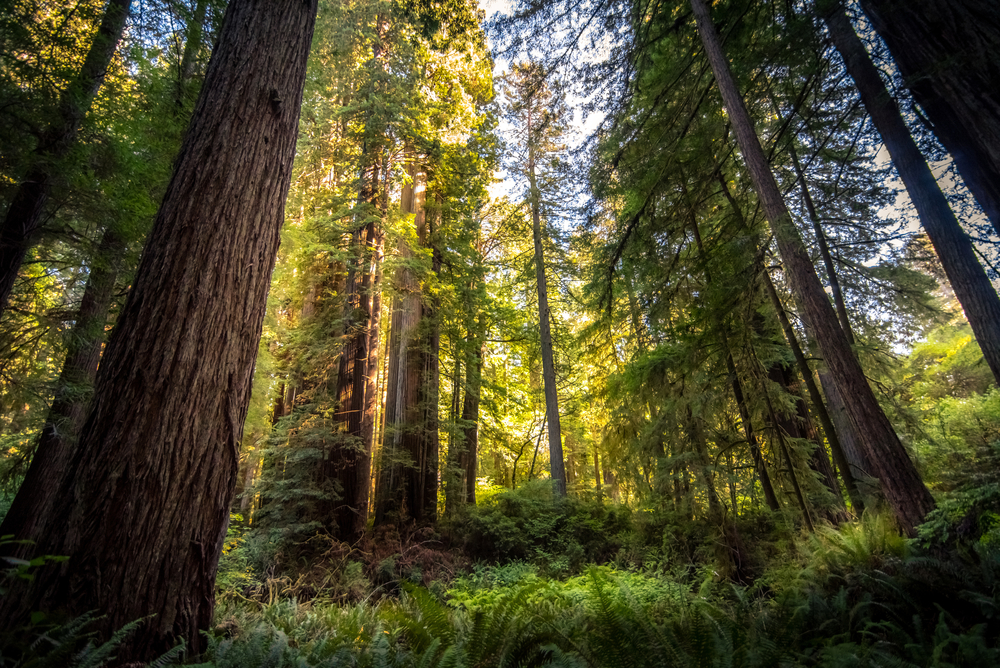 Redwood National Park. Photo: Ryan Tanguilan, Shutterstock