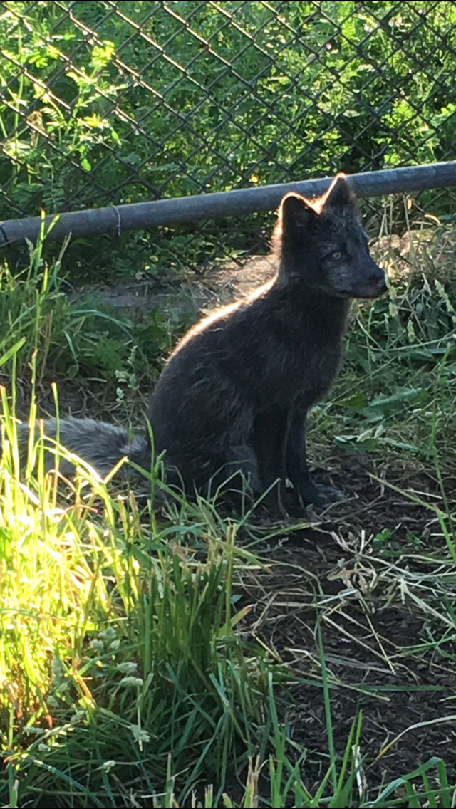Rescued Arctic fox found with harness now at home in NY zoo
