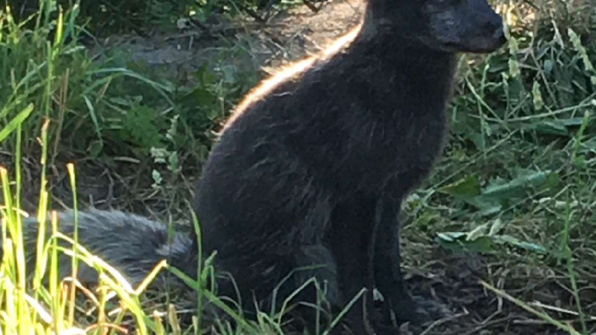 Rescued Arctic fox found with harness now at home in NY zoo