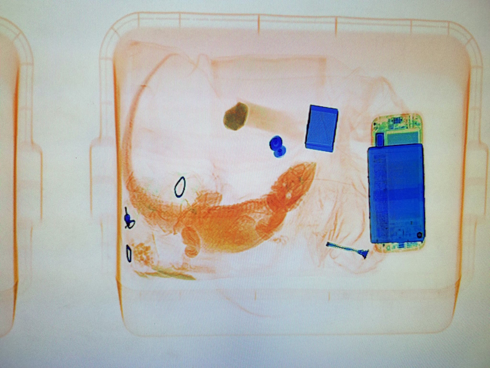 X-ray machine foils attempt to sneak iguana into courthouse