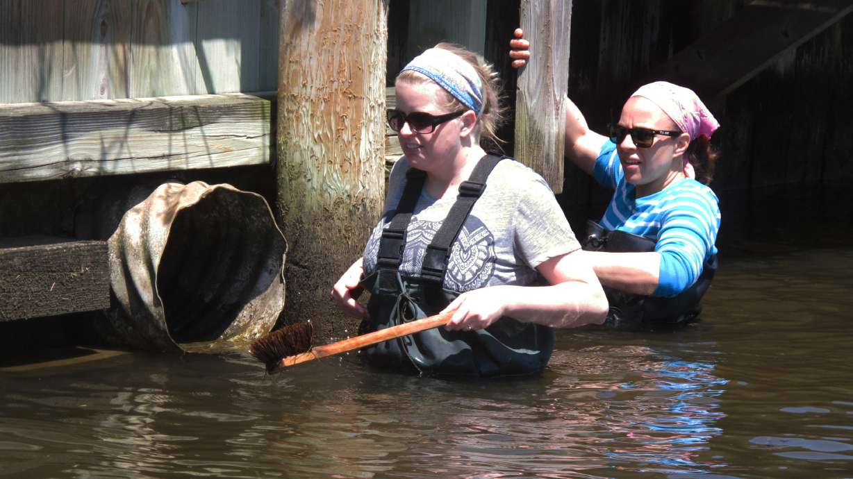 Sting operation: Jellyfish targeted before they can multiply