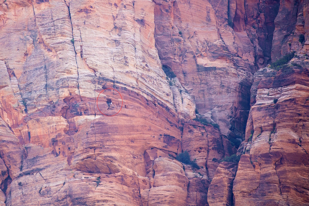 Condor in Zion killed by lead poisoning, officials concerned for offspring