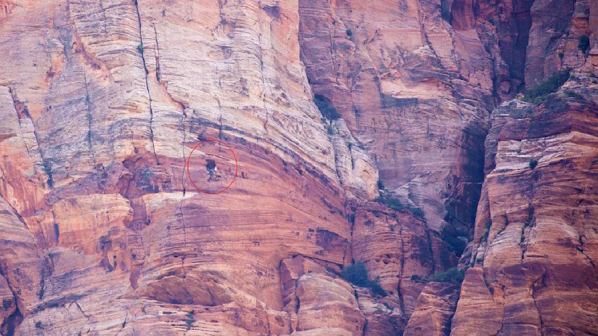 Condor in Zion killed by lead poisoning, officials concerned for offspring
