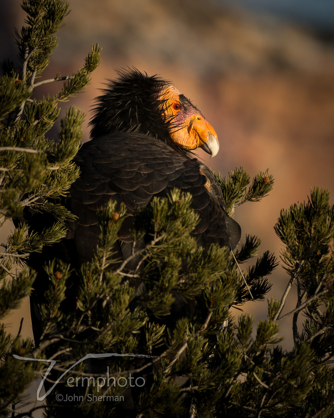 (Photo: Courtesy of Zion National Park)