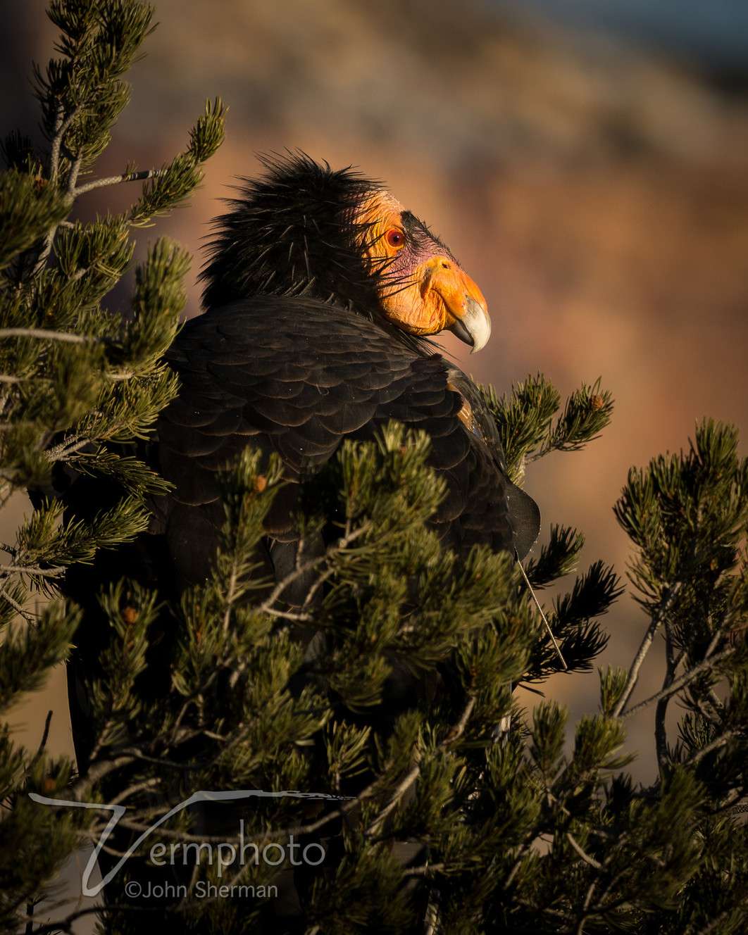 (Photo: Courtesy of Zion National Park)