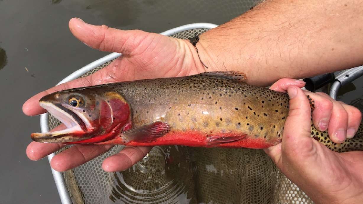 Biologists seek to cleanse streams and repopulate endangered native Utah trout