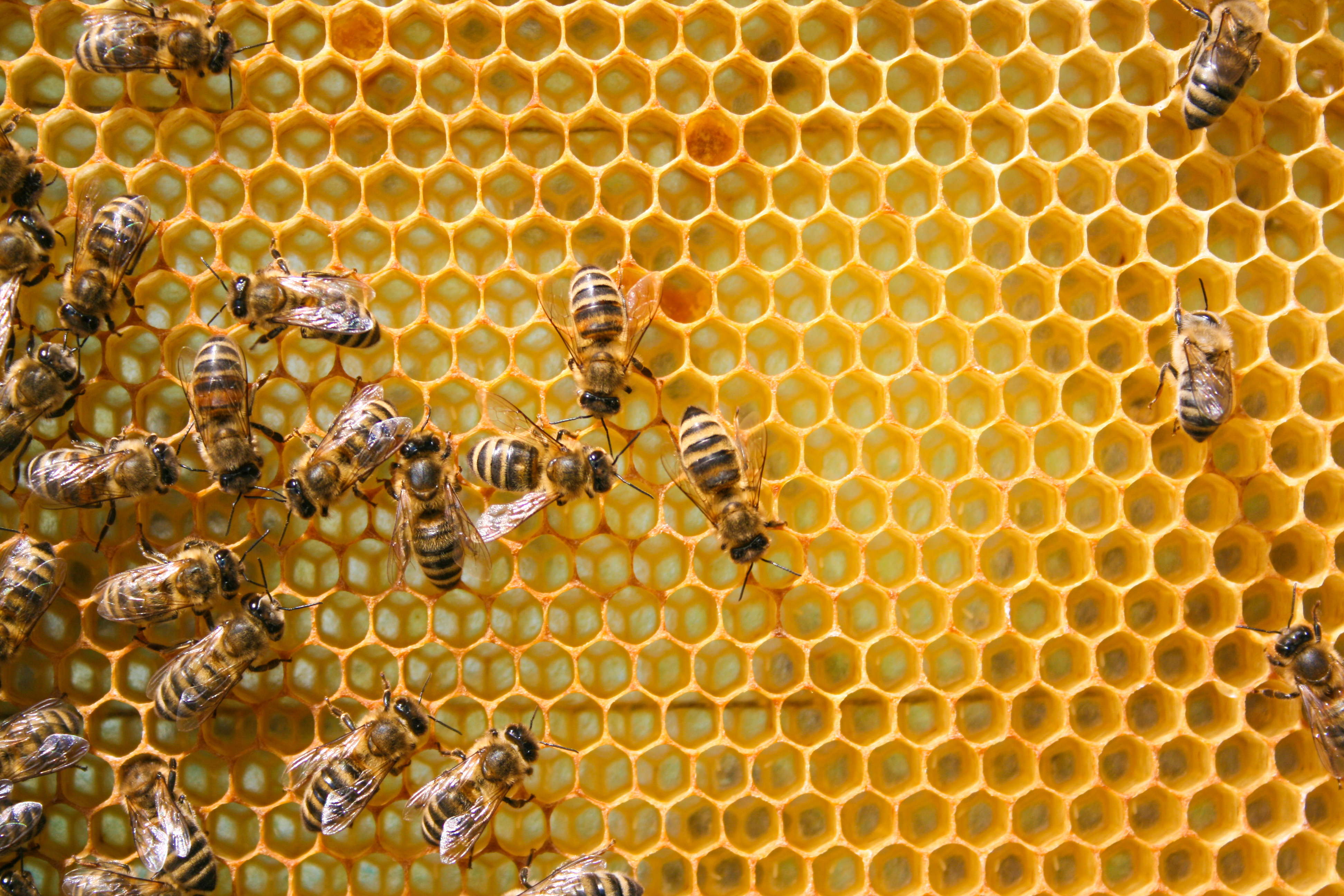 Mysterious 'zombie bee' scourge reaches southern US