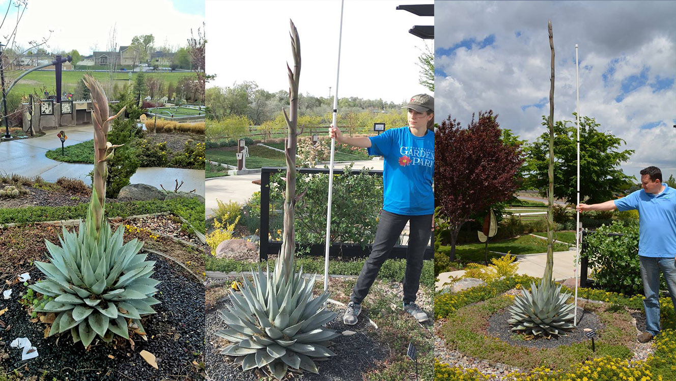 Parry's century plant grew quickly. (Photos: Courtesy of Megan Hatch/Conservation Garden Park)