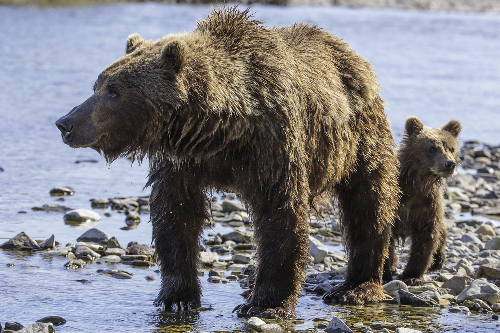 Idaho Fish and Game kill problem grizzly in eastern Idaho
