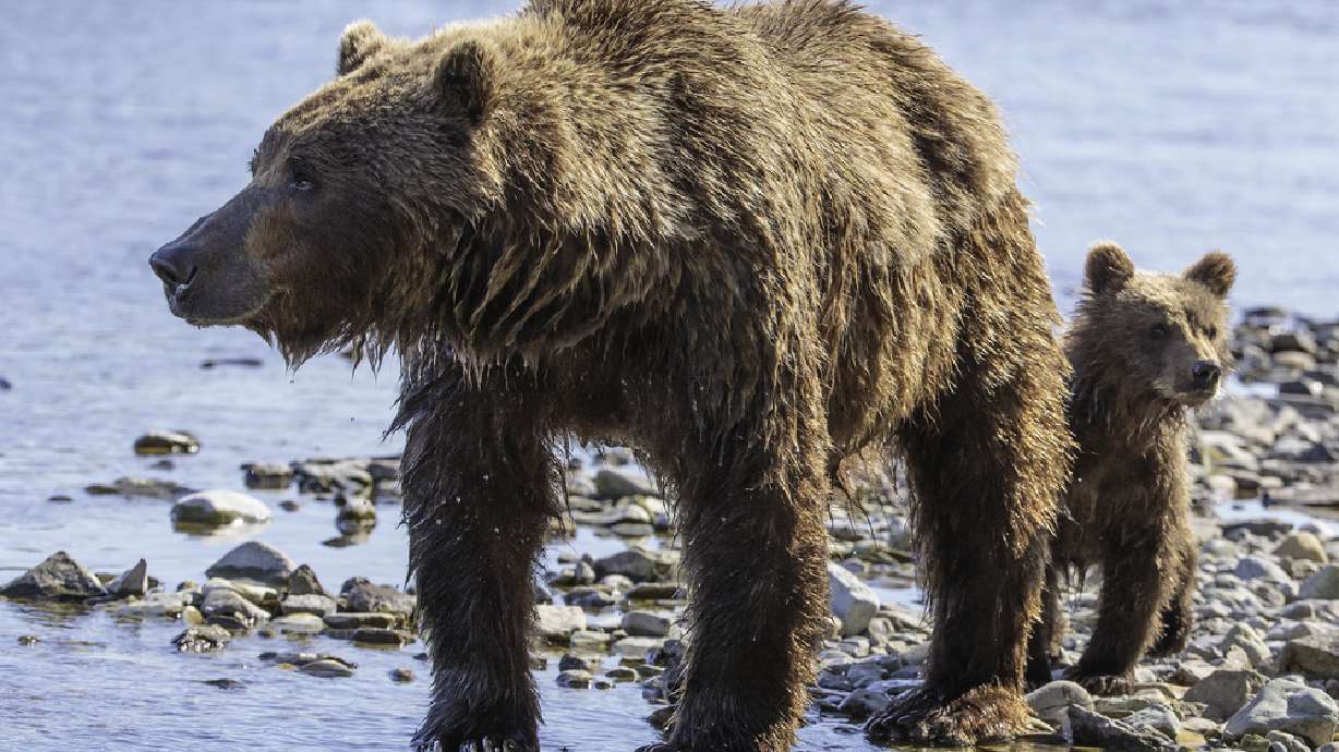 Idaho hunters can apply for grizzly bear hunting tag