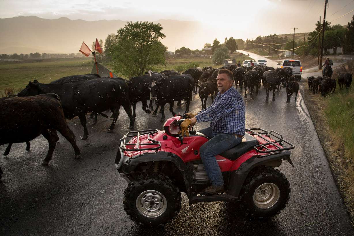 With a rain shower passing through, Lane Pentz and his family drive their cattle up the road in Morgan to a temporary pasture Wednesday, June 29, 2016. (Photo: Spenser Heaps, Deseret News)