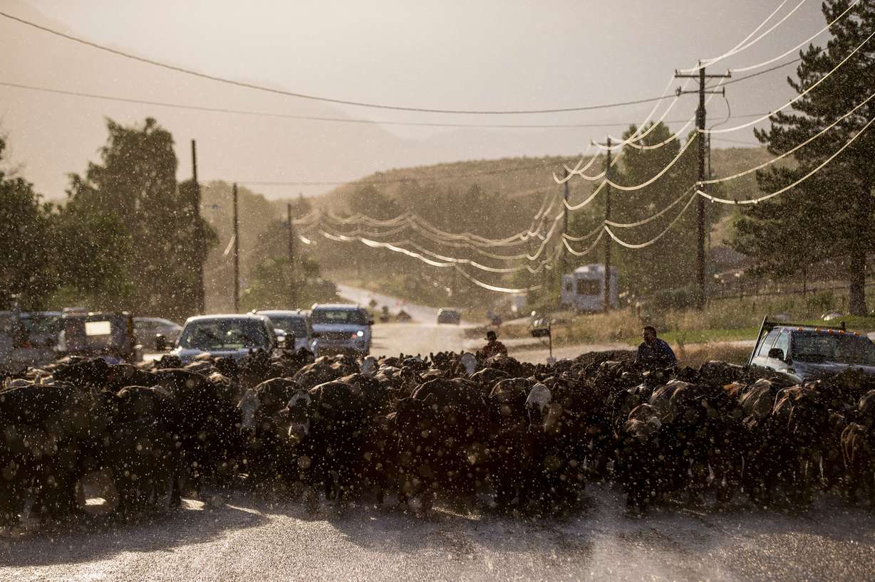 The Pentz family drives their cattle up the road in Morgan on Wednesday, June 29, 2016. (Photo: Spenser Heaps, Deseret News)