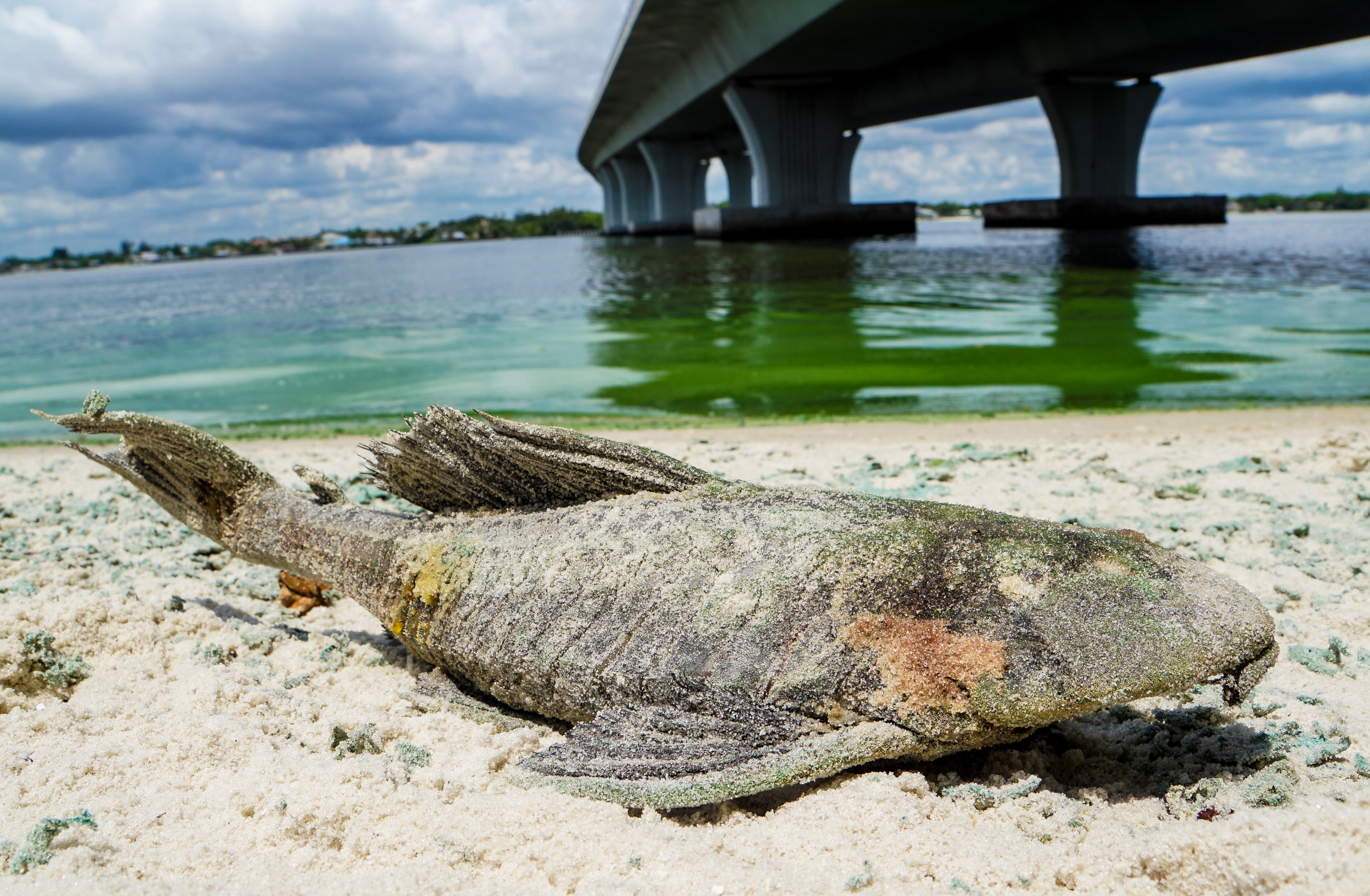 Correction: Algae Emergency-Florida story