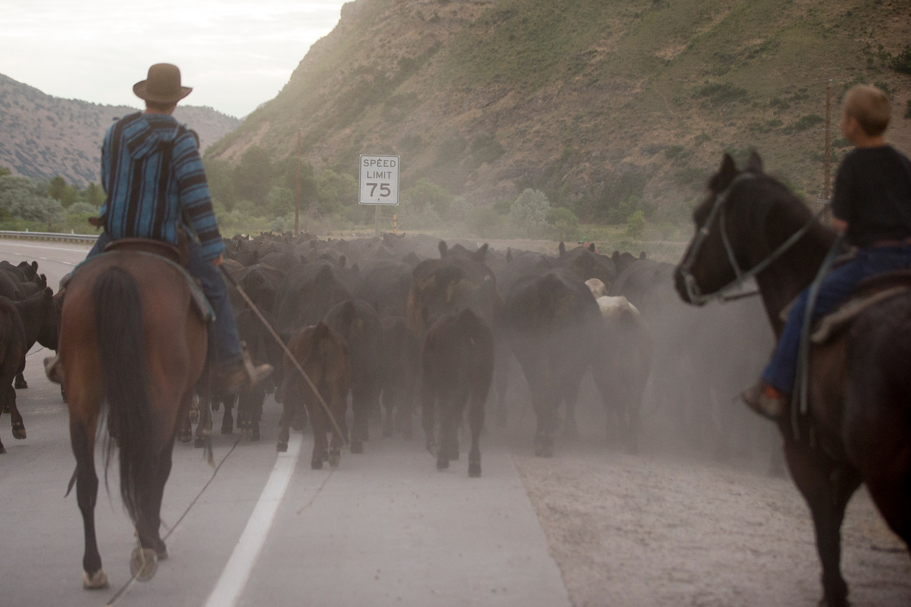 The Pentz family drives their cattle up I-84 from Morgan to their summer pastures above Croydon on Thursday, June 30, 2016. (Photo: Spenser Heaps, Deseret News)