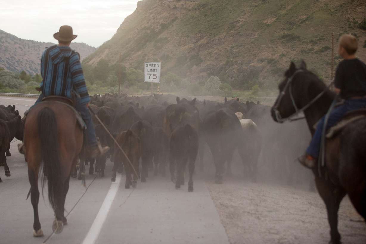 The Pentz family drives their cattle up I-84 from Morgan to their summer pastures above Croydon on Thursday, June 30, 2016. (Photo: Spenser Heaps, Deseret News)