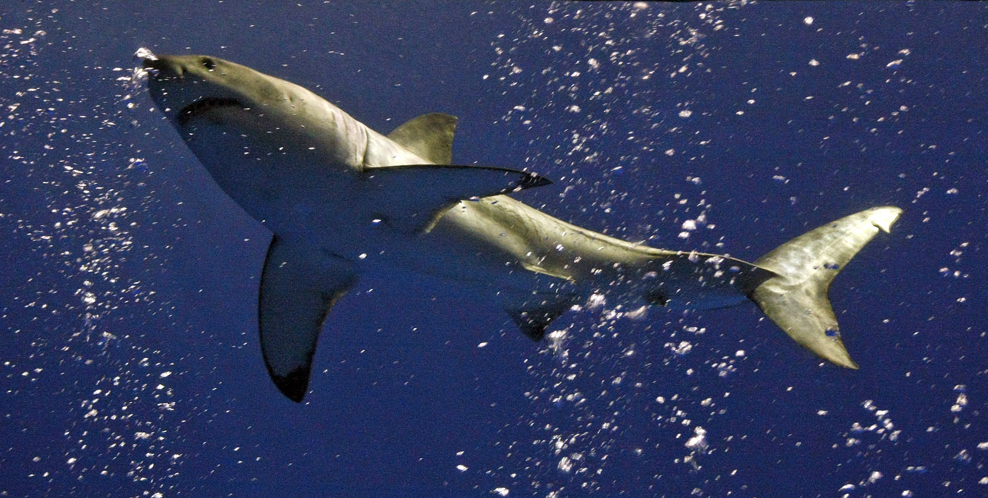 Scientists hope new shark cam gives insight to deep dives