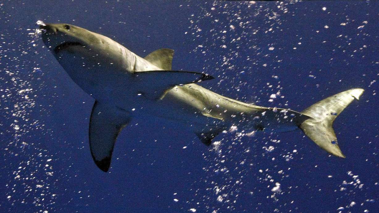 Scientists hope new shark cam gives insight to deep dives