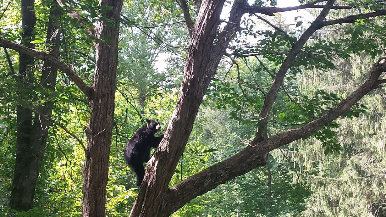 Park Service uses 'CSI' tactics in response to bear attacks