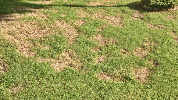 Dead Grass Utah Grubs May Be To Blame Ksl Com