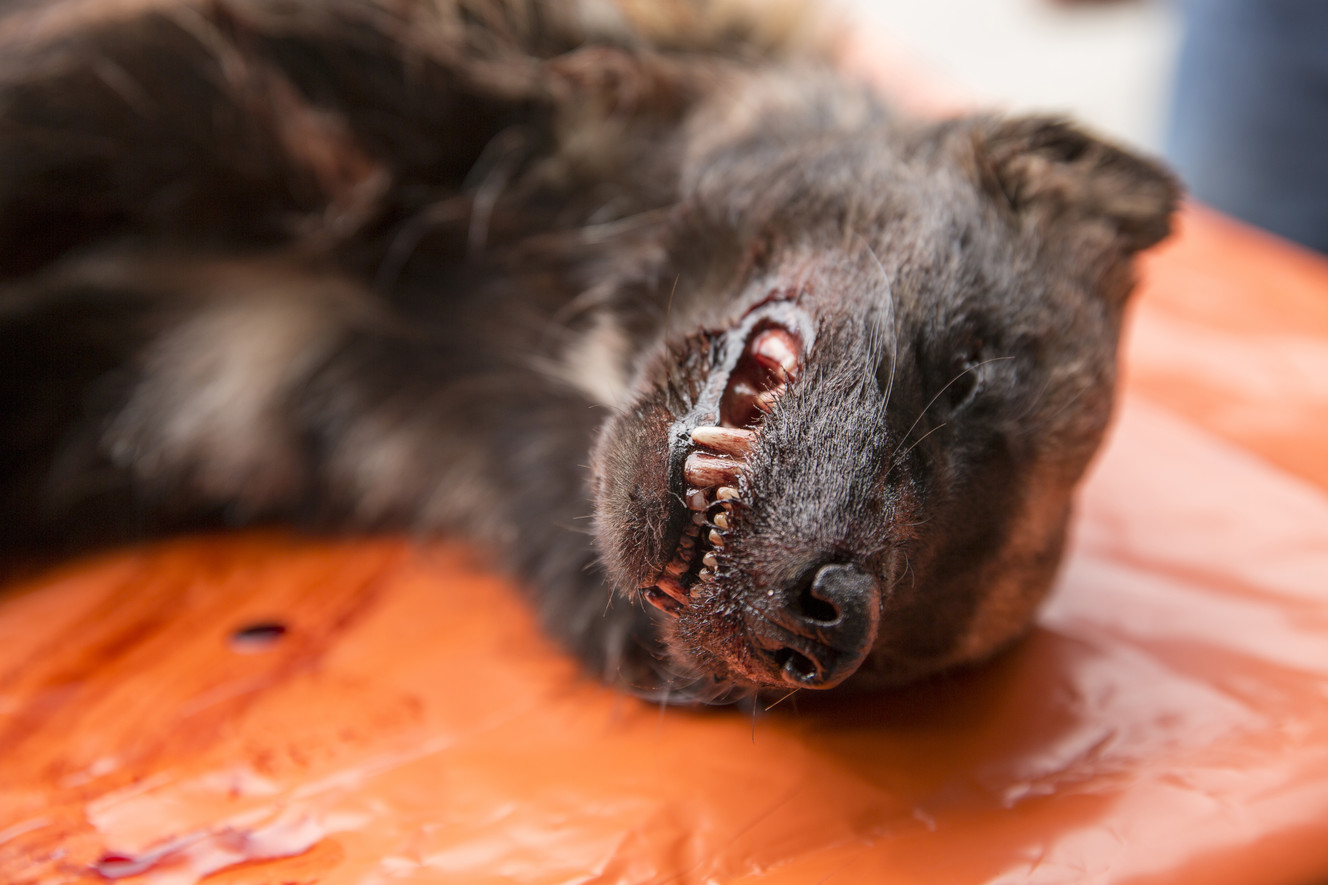 Wolverine found in Utah for 1st time since 1974