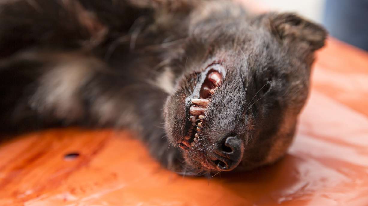 Wolverine found in Utah for 1st time since 1974