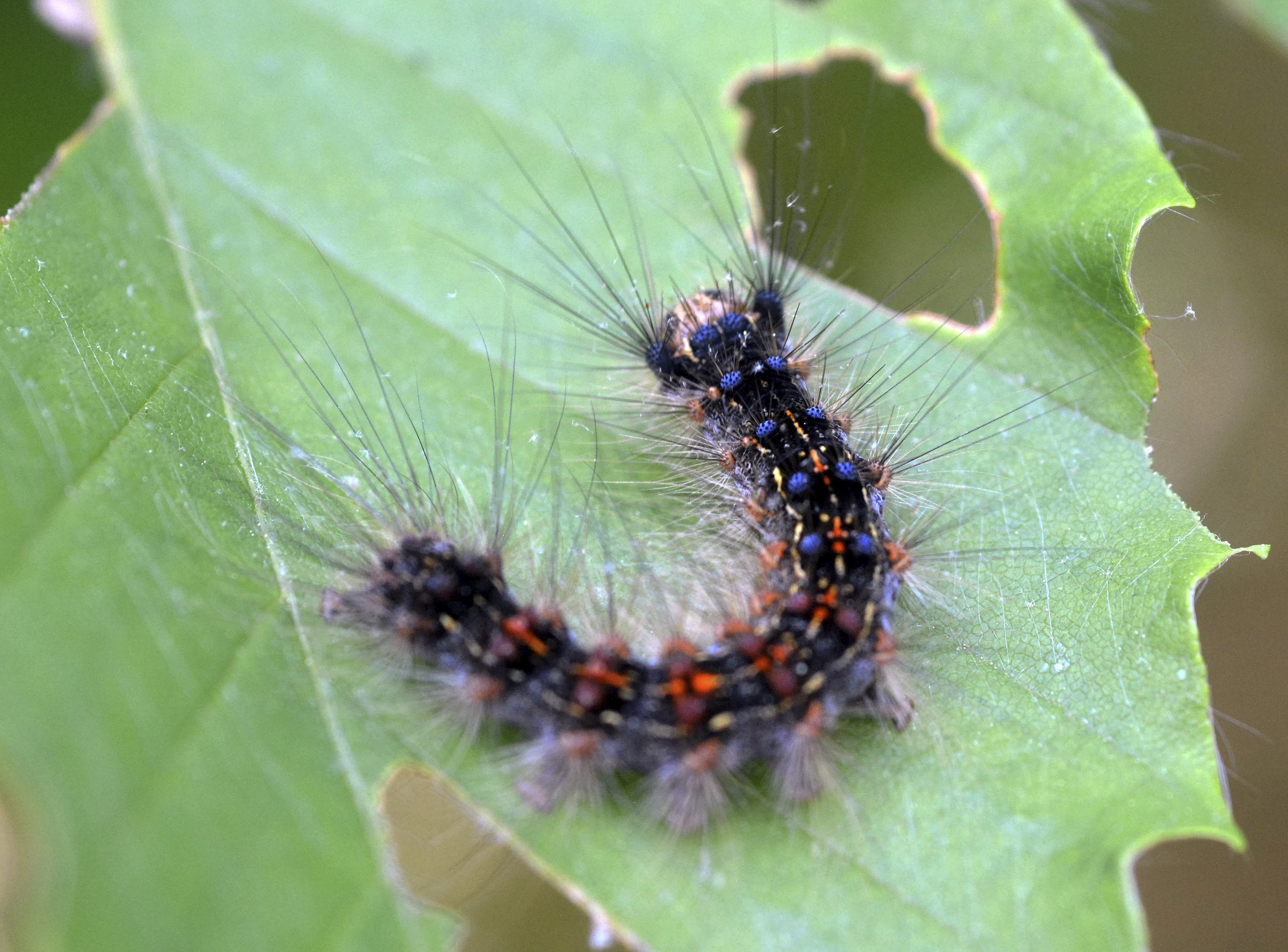 Gypsy moth caterpillars return to dine on New England trees