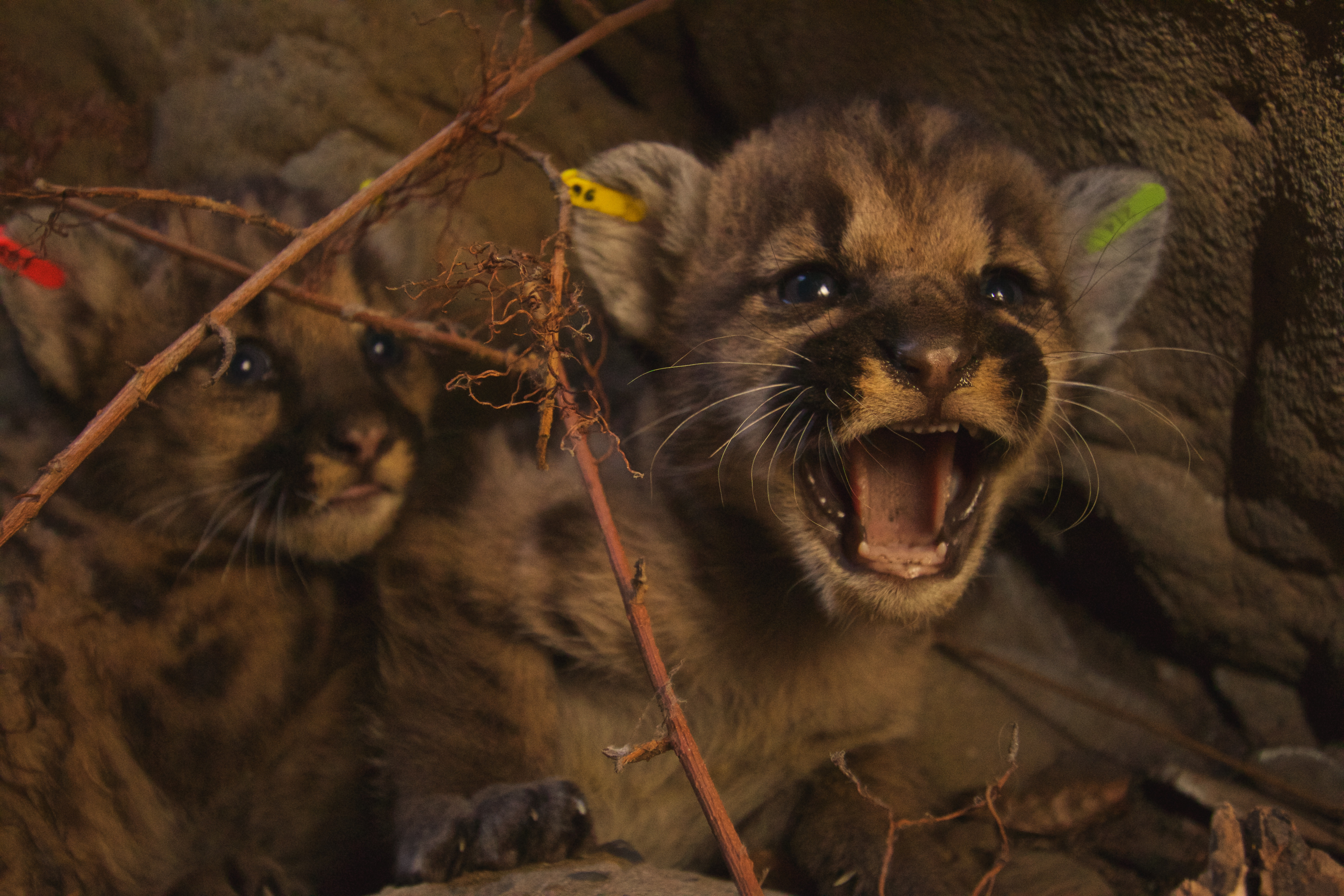 2 mountain lion litters found in California mountains