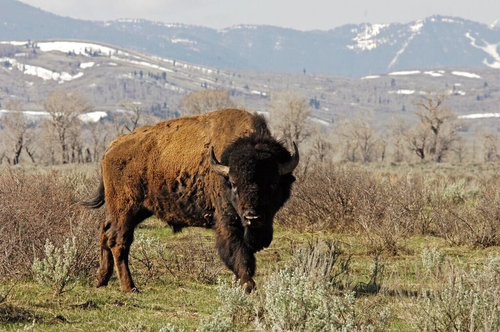 Utah 'pure' bison herd may be key to conserving species