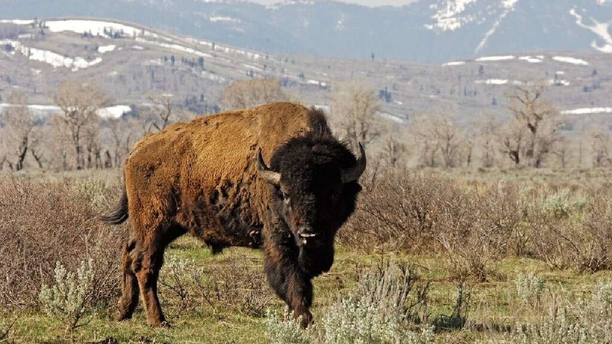 Utah 'pure' bison herd may be key to conserving species