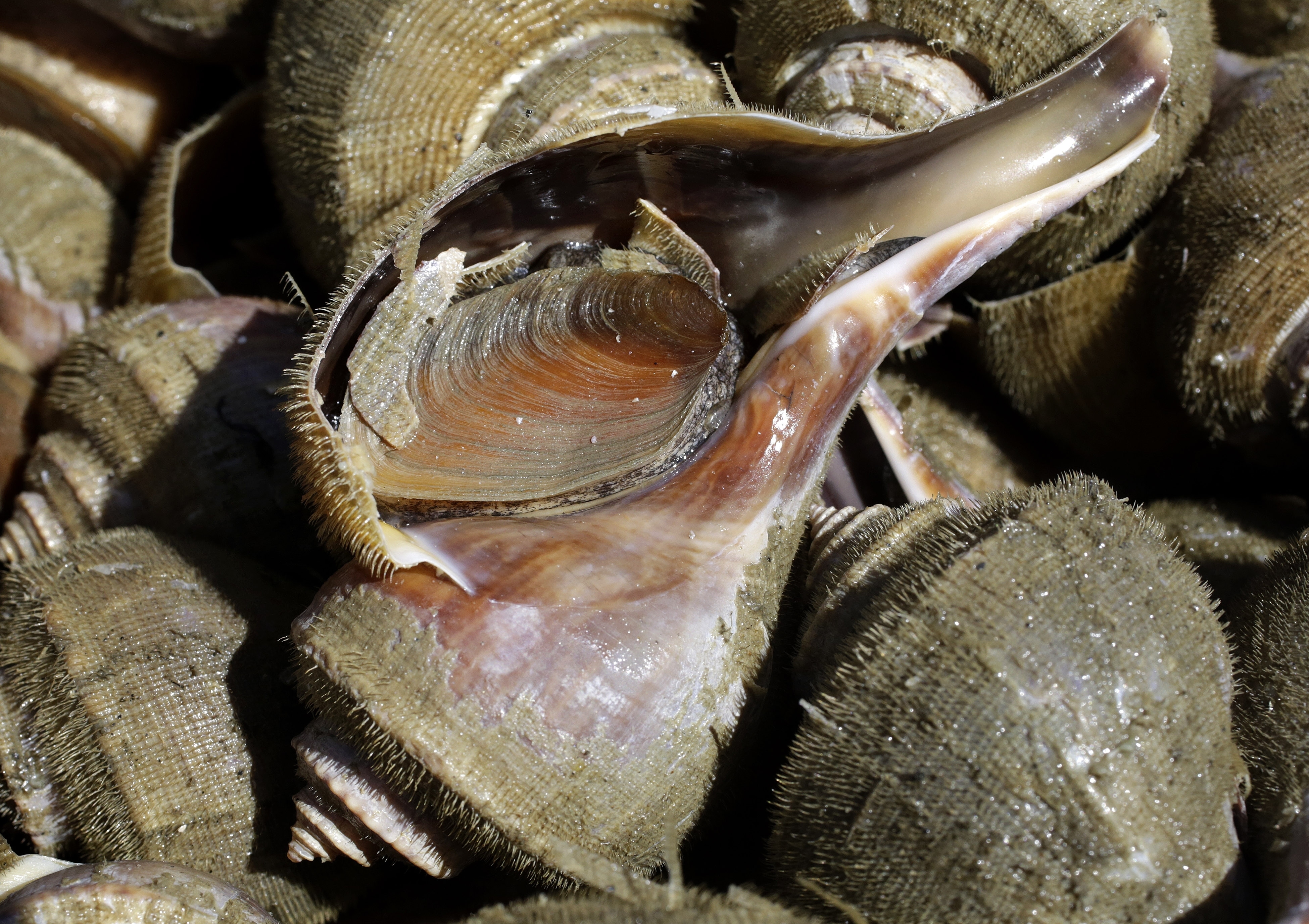 'Ugly' snails, once ignored by fishermen, now a prized catch