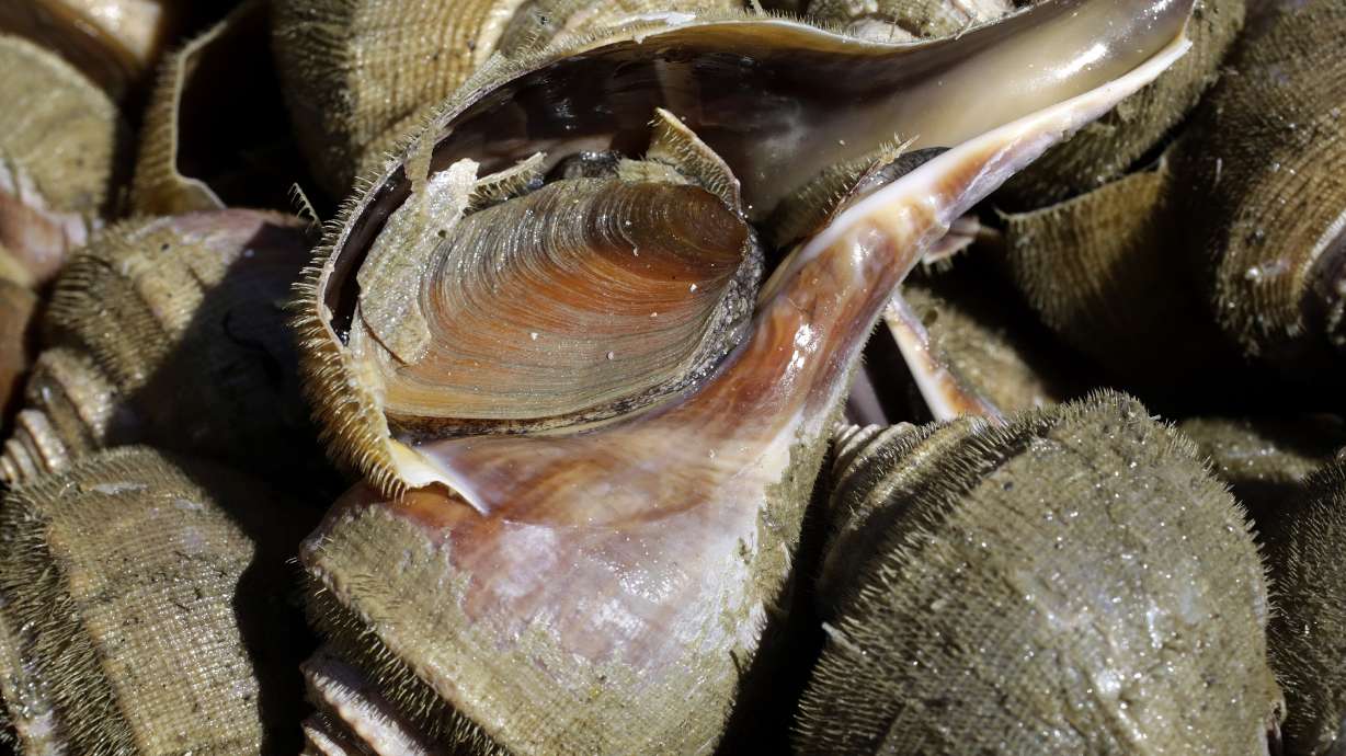 'Ugly' snails, once ignored by fishermen, now a prized catch