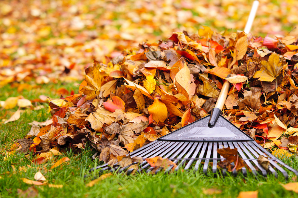 6 fall yard care to-do’s