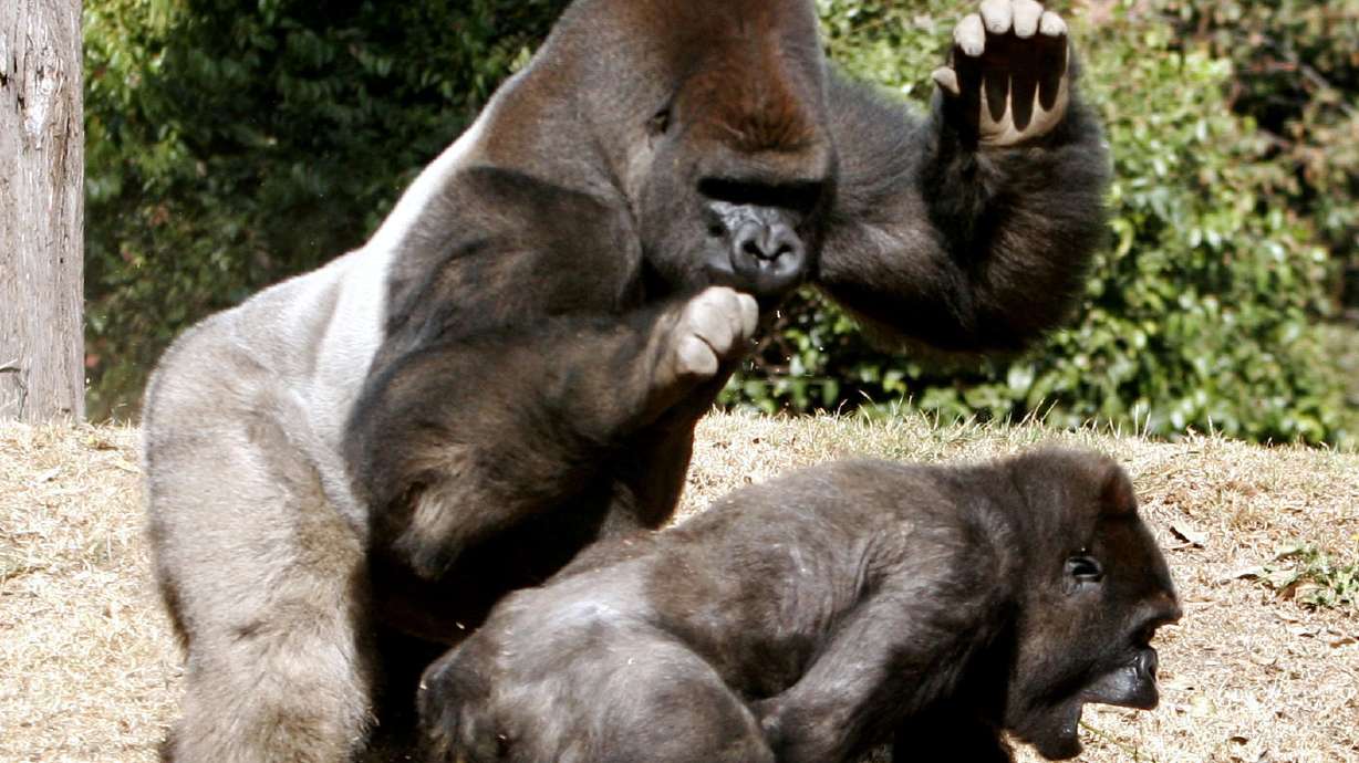 Endangered gorilla dies at Mexico City zoo